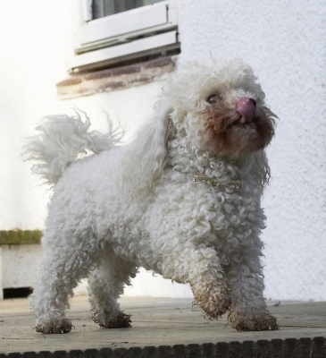 Boy, that was good
Schlüsselwörter: Animal Animals Bichon Canine Canines Dog Dogs Frise Land Mammal Land Mammals Morgan Play Playing Playtime Terrestrial Mammal Terrestrial Mammals Tongue