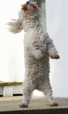 Where is it?
Ключові слова: Animal Animals Bichon Canine Canines Dog Dogs Frise Jump Jumping Land Mammal Land Mammals Leap Leaping Morgan Play Playing Playtime Terrestrial Mammal Terrestrial Mammals