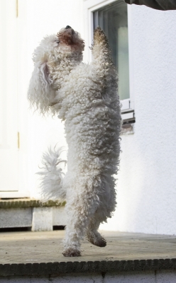 Oh, go on, give it to me
Schlüsselwörter: Animal Animals Bichon Canine Canines Dance Dancing Dog Dogs Frise Jump Jumping Land Mammal Land Mammals Leap Leaping Morgan Play Playing Playtime Terrestrial Mammal Terrestrial Mammals
