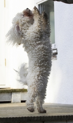 OK, double beg
الكلمات الإستدلالية(لتسهيل البحث): Animal Animals Bichon Canine Canines Dance Dancing Dog Dogs Frise Jump Jumping Land Mammal Land Mammals Leap Leaping Morgan Play Playing Playtime Terrestrial Mammal Terrestrial Mammals