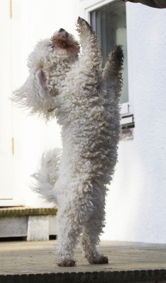 Pretty please
Schlüsselwörter: Animal Animals Beg Begging Bichon Canine Canines Dance Dancing Dog Dogs Frise Jump Jumping Land Mammal Land Mammals Leap Leaping Morgan Play Playing Playtime Terrestrial Mammal Terrestrial Mammals