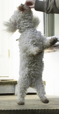 Yesssssssssssss
Keywords: Animal Animals Bichon Canine Canines Dance Dancing Dog Dogs Frise Jump Jumping Land Mammal Land Mammals Leap Leaping Morgan Play Playing Playtime Terrestrial Mammal Terrestrial Mammals