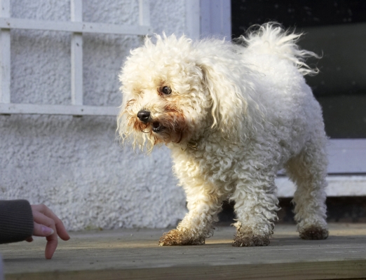 What ARE you doing?
Schlüsselwörter: Animal Animals Bichon Canine Canines Dog Dogs Frise Land Mammal Land Mammals Morgan Play Playing Playtime Terrestrial Mammal Terrestrial Mammals