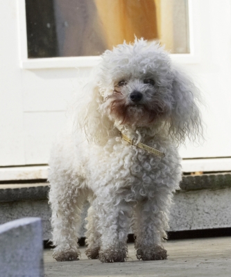 Well, that wasn't much fun was it?
Klíčová slova: Animal Animals Bichon Canine Canines Dog Dogs Frise Land Mammal Land Mammals Morgan Play Playing Playtime Terrestrial Mammal Terrestrial Mammals