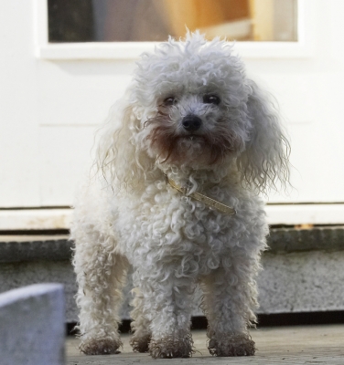 OK, if there's no more action .........
Schlüsselwörter: Animal Animals Bichon Canine Canines Dog Dogs Frise Land Mammal Land Mammals Morgan Play Playing Playtime Terrestrial Mammal Terrestrial Mammals