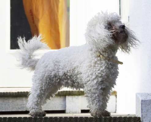 OK, you've got my interest
Trefwoorden: Animal Animals Bichon Canine Canines Dog Dogs Frise Land Mammal Land Mammals Morgan Play Playing Playtime Terrestrial Mammal Terrestrial Mammals