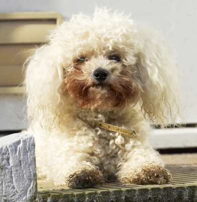 Gotta take a break now
Keywords: Animal Animals Bichon Canine Canines Dog Dogs Frise Land Mammal Land Mammals Morgan Play Playing Playtime Terrestrial Mammal Terrestrial Mammals