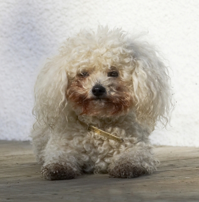 Quite simply, I'm pooped
Palabras clave: Animal Animals Bichon Canine Canines Dog Dogs Frise Land Mammal Land Mammals Morgan Play Playing Playtime Terrestrial Mammal Terrestrial Mammals