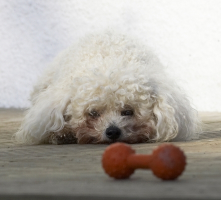 Well, go on, do something!!
Anahtar kelimeler: Animal Animals Bichon Canine Canines Dog Dogs Frise Land Mammal Land Mammals Morgan Play Playing Playtime Terrestrial Mammal Terrestrial Mammals