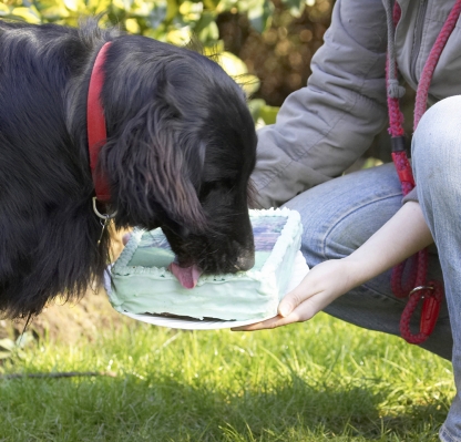 Jus' checking it out
Trefwoorden: Animal Animals Birthday Cake Canine Canines Dog Dogs Flatcoated Land Mammal Land Mammals Loki Play Playing Playtime Retriever Terrestrial Mammal Terrestrial Mammals Tongue