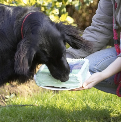 Yep, it tastes good
Anahtar kelimeler: Animal Animals Birthday Cake Canine Canines Dog Dogs Flatcoated Land Mammal Land Mammals Loki Play Playing Playtime Retriever Terrestrial Mammal Terrestrial Mammals
