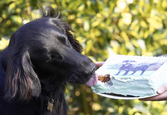 Yep, it's worth another lick
Schlüsselwörter: Animal Animals Birthday Cake Canine Canines Dog Dogs Flatcoated Land Mammal Land Mammals Loki Play Playing Playtime Retriever Terrestrial Mammal Terrestrial Mammals Tongue