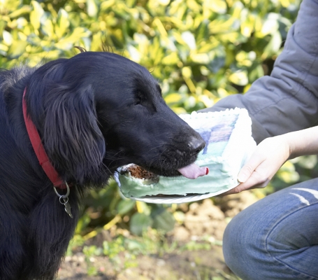 Mmmmmm
Palabras clave: Animal Animals Birthday Cake Canine Canines Dog Dogs Flatcoated Land Mammal Land Mammals Loki Play Playing Playtime Retriever Terrestrial Mammal Terrestrial Mammals Tongue