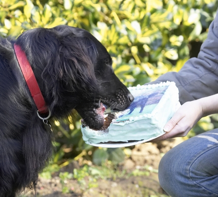 In for another go
Anahtar kelimeler: Animal Animals Birthday Cake Canine Canines Dog Dogs Flatcoated Land Mammal Land Mammals Loki Play Playing Playtime Retriever Terrestrial Mammal Terrestrial Mammals