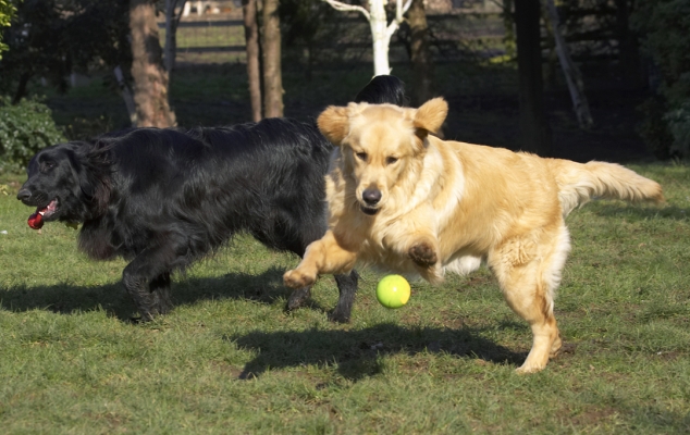 That's mine
Schlüsselwörter: Animal Animals Ball Best Canine Canines Dog Dogs Duke Flatcoated Friends Golden Retriever Land Mammal Land Mammals Loki Play Playing Playtime Retriever Terrestrial Mammal Terrestrial Mammals