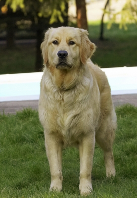 Yeah, I know, I'm handsome
Palabras clave: Animal Animals Best Canine Canines Dog Dogs Duke Friends Golden Retriever Land Mammal Land Mammals Play Playing Playtime Terrestrial Mammal Terrestrial Mammals