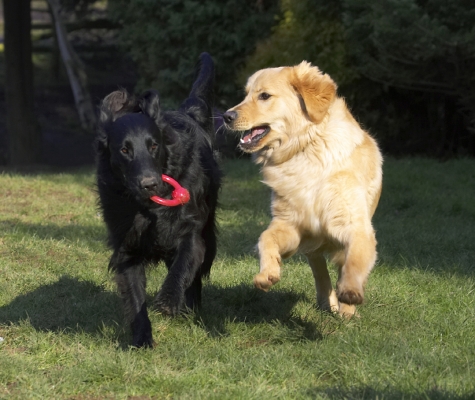 You gonna share??
Keywords: Animal Animals Best Canine Canines Dog Dogs Duke Flatcoated Friends Golden Retriever Land Mammal Land Mammals Loki Play Playing Playtime Retriever Terrestrial Mammal Terrestrial Mammals