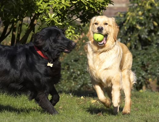 I want ........
Keywords: Animal Animals Ball Best Canine Canines Dog Dogs Duke Flatcoated Friends Golden Retriever Land Mammal Land Mammals Loki Play Playing Playtime Retriever Terrestrial Mammal Terrestrial Mammals