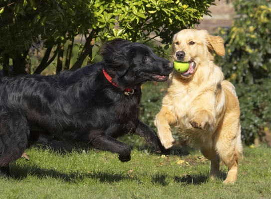 .... that .....
Trefwoorden: Animal Animals Best Canine Canines Dog Dogs Duke Flatcoated Friends Golden Retriever Land Mammal Land Mammals Loki Play Playing Playtime Retriever Terrestrial Mammal Terrestrial Mammals