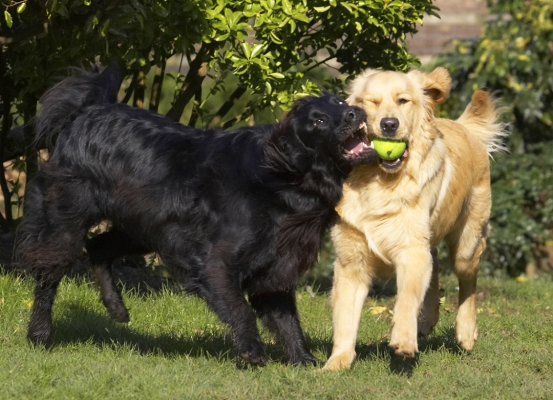 .... ball
Palabras clave: Animal Animals Best Canine Canines Dog Dogs Duke Flatcoated Friends Golden Retriever Land Mammal Land Mammals Loki Play Playing Playtime Retriever Terrestrial Mammal Terrestrial Mammals