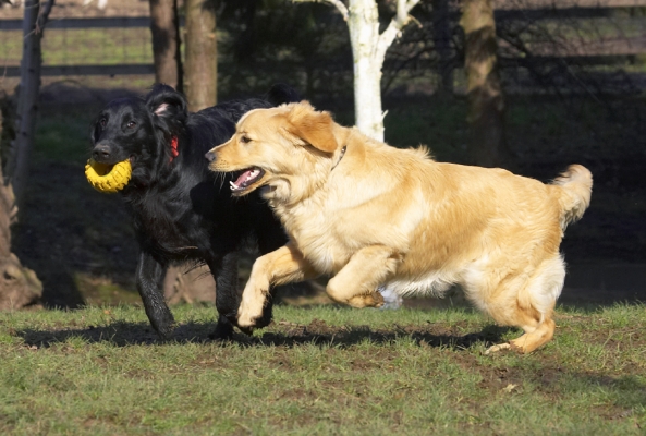 I'm coming to get it
Keywords: Animal Animals Best Canine Canines Dog Dogs Duke Flatcoated Friends Golden Retriever Land Mammal Land Mammals Loki Play Playing Playtime Retriever Terrestrial Mammal Terrestrial Mammals