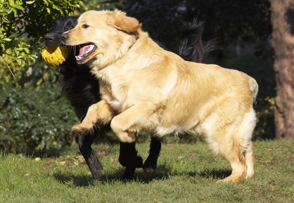 Getting close ..........
Schlüsselwörter: Animal Animals Best Canine Canines Dog Dogs Duke Flatcoated Friends Golden Retriever Land Mammal Land Mammals Loki Play Playing Playtime Retriever Terrestrial Mammal Terrestrial Mammals