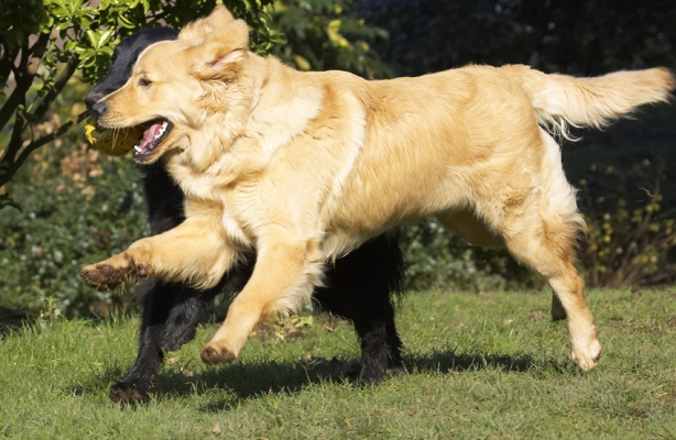 ....... and closer
Anahtar kelimeler: Animal Animals Best Canine Canines Dog Dogs Duke Flatcoated Friends Golden Retriever Land Mammal Land Mammals Loki Play Playing Playtime Retriever Terrestrial Mammal Terrestrial Mammals