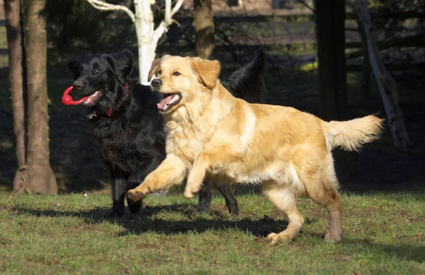 I see something I want ..........
Anahtar kelimeler: Animal Animals Best Canine Canines Dog Dogs Duke Flatcoated Friends Golden Retriever Land Mammal Land Mammals Loki Play Playing Playtime Retriever Terrestrial Mammal Terrestrial Mammals