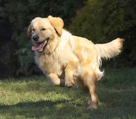 ... I'm on my way
Keywords: Animal Animals Best Canine Canines Dog Dogs Duke Friends Golden Retriever Land Mammal Land Mammals Play Playing Playtime Run Running Terrestrial Mammal Terrestrial Mammals