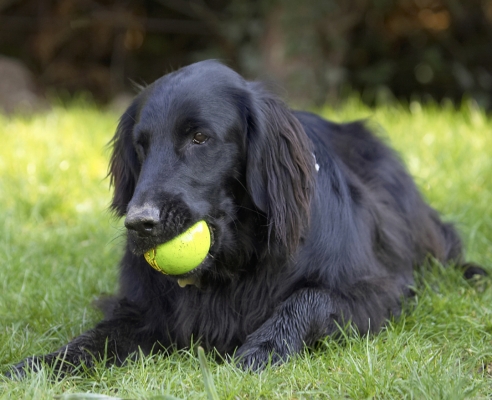 I'll just chew down for a little while
Ključne besede: Animal Animals Ball Canine Canines Dog Dogs Flatcoated Land Mammal Land Mammals Loki Play Playing Playtime Retriever Terrestrial Mammal Terrestrial Mammals