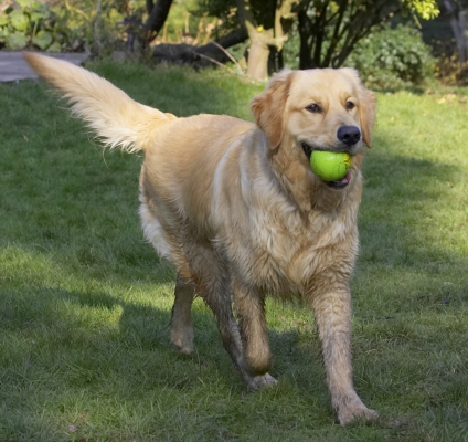 I am having such a good time
Ключови думи: Animal Animals Ball Canine Canines Dog Dogs Duke Golden Land Mammal Land Mammals Play Playing Playtime Retriever Retrievers Terrestrial Mammal Terrestrial Mammals