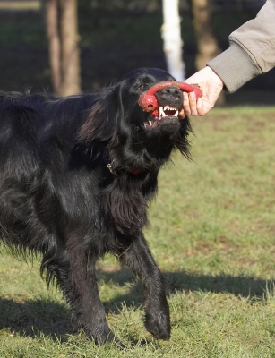 I am NOT letting go .........
Schlüsselwörter: Animal Animals Canine Canines Dog Dogs Flatcoated Land Mammal Land Mammals Loki Play Playing Playtime Retriever Terrestrial Mammal Terrestrial Mammals Tug-o-war