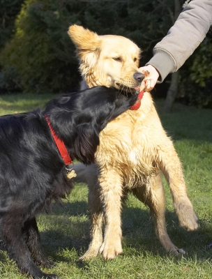 Hey, I want some of this action
Ključne besede: Animal Animals Best Canine Canines Dog Dogs Duke Flatcoated Friends Golden Retriever Land Mammal Land Mammals Loki Play Playing Playtime Retriever Terrestrial Mammal Terrestrial Mammals Tug-o-war