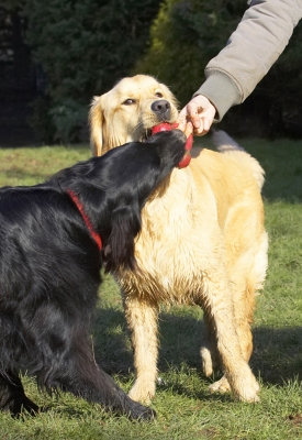 C'mon, let go
Anahtar kelimeler: Animal Animals Best Canine Canines Dog Dogs Duke Flatcoated Friends Golden Retriever Land Mammal Land Mammals Loki Play Playing Playtime Retriever Terrestrial Mammal Terrestrial Mammals Tug-o-war