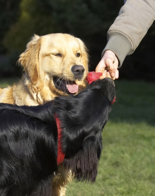 Boy, you've got a good grip
Słowa kluczowe: Animal Animals Best Canine Canines Dog Dogs Duke Flatcoated Friends Golden Retriever Land Mammal Land Mammals Loki Play Playing Playtime Retriever Terrestrial Mammal Terrestrial Mammals Tongue Tug-o-war