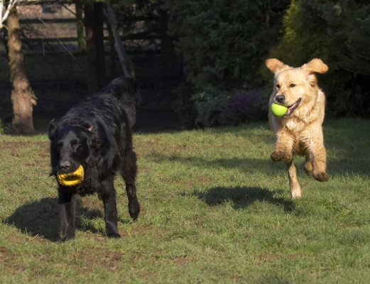 I'm catching you up
Palabras clave: Animal Animals Ball Best Canine Canines Dog Dogs Duke Flatcoated Friends Golden Retriever Land Mammal Land Mammals Loki Play Playing Playtime Retriever Run Running Terrestrial Mammal Terrestrial Mammals