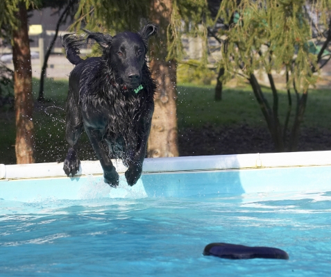 Whahay, here ........
Λέξεις-κλειδιά: Animal Animals Canine Canines Dive Diving Dog Dogs Flatcoated Land Mammal Land Mammals Loki Play Playing Playtime Pool Retriever Swimming Terrestrial Mammal Terrestrial Mammals