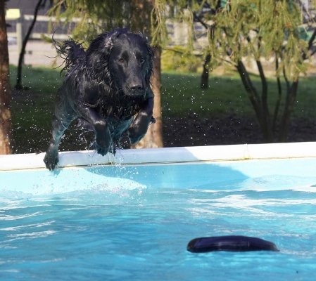......... I go
Klíčová slova: Animal Animals Canine Canines Dive Diving Dog Dogs Flatcoated Land Mammal Land Mammals Loki Play Playing Playtime Pool Retriever Swimming Terrestrial Mammal Terrestrial Mammals