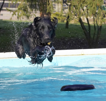 Boy, I'm good at this
Palabras clave: Animal Animals Canine Canines Dive Diving Dog Dogs Flatcoated Land Mammal Land Mammals Loki Play Playing Playtime Pool Retriever Swimming Terrestrial Mammal Terrestrial Mammals
