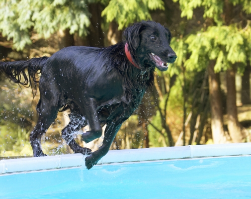 Poised and ready
Anahtar kelimeler: Animal Animals Canine Canines Dive Diving Dog Dogs Flatcoated Land Mammal Land Mammals Loki Play Playing Playtime Pool Retriever Swimming Terrestrial Mammal Terrestrial Mammals