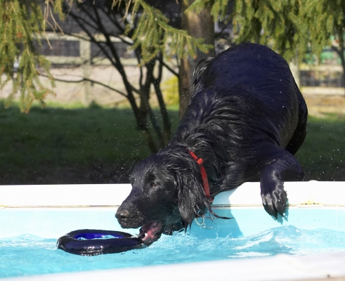 I know, cheaty, cheaty .........
Keywords: Animal Animals Canine Canines Dog Dogs Flatcoated Land Mammal Land Mammals Loki Play Playing Playtime Pool Retriever Swimming Terrestrial Mammal Terrestrial Mammals