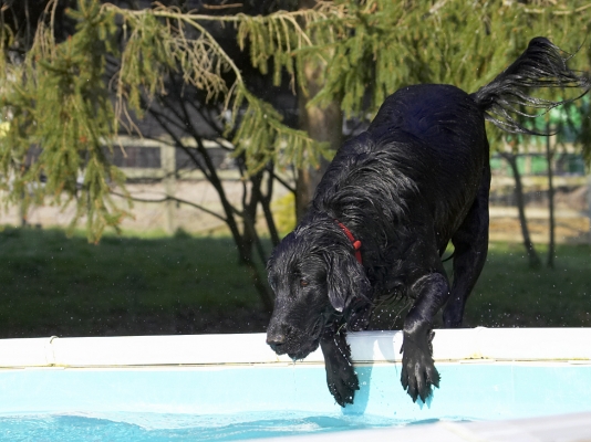 .......... can I do it again?
Keywords: Animal Animals Canine Canines Dog Dogs Flatcoated Land Mammal Land Mammals Loki Play Playing Playtime Pool Retriever Swimming Terrestrial Mammal Terrestrial Mammals