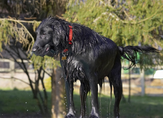 I feel a bit of a drip
Palabras clave: Animal Animals Canine Canines Dog Dogs Flatcoated Land Mammal Land Mammals Loki Play Playing Playtime Retriever Terrestrial Mammal Terrestrial Mammals