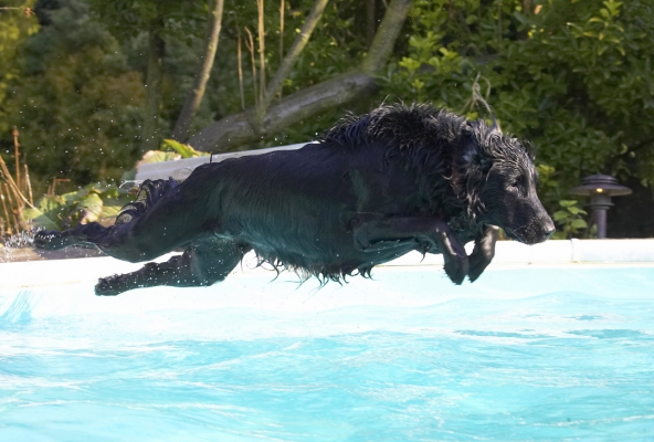 I'm flying
Keywords: Animal Animals Canine Canines Dive Diving Dog Dogs Flatcoated Land Mammal Land Mammals Loki Play Playing Playtime Pool Retriever Swimming Terrestrial Mammal Terrestrial Mammals