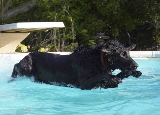 Perfect landing ........
Ключови думи: Animal Animals Canine Canines Dive Diving Dog Dogs Flatcoated Land Mammal Land Mammals Loki Play Playing Playtime Pool Retriever Swimming Terrestrial Mammal Terrestrial Mammals