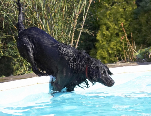 OK, I'm thinking about it .........
Palabras clave: Animal Animals Canine Canines Dive Diving Dog Dogs Flatcoated Land Mammal Land Mammals Loki Play Playing Playtime Pool Retriever Swimming Terrestrial Mammal Terrestrial Mammals