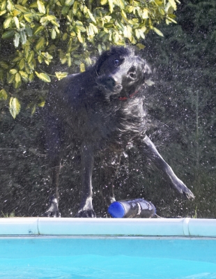 ........... dry .........
Anahtar kelimeler: Animal Animals Canine Canines Dog Dogs Flatcoated Land Mammal Land Mammals Loki Play Playing Playtime Pool Retriever Shake Shaking Swimming Terrestrial Mammal Terrestrial Mammals