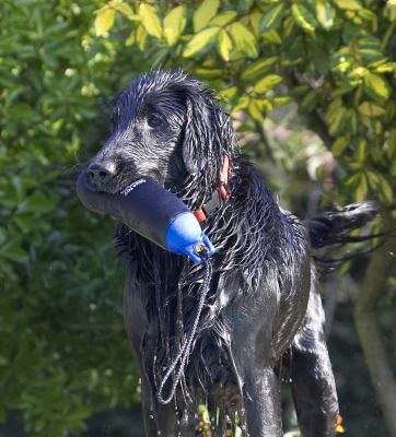 Yo, another successful retrieval
Schlüsselwörter: Animal Animals Canine Canines Dog Dogs Flatcoated Land Mammal Land Mammals Loki Play Playing Playtime Retriever Terrestrial Mammal Terrestrial Mammals