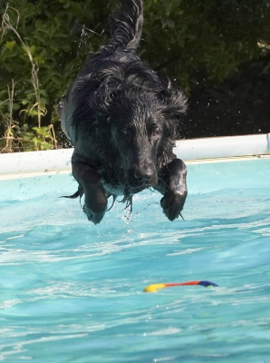 I'm on it .........
Ključne besede: Animal Animals Canine Canines Dive Diving Dog Dogs Flatcoated Land Mammal Land Mammals Loki Play Playing Playtime Pool Retriever Swimming Terrestrial Mammal Terrestrial Mammals