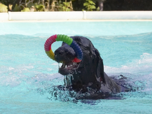 ........ and, bingo
Palabras clave: Animal Animals Canine Canines Dog Dogs Flatcoated Land Mammal Land Mammals Loki Play Playing Playtime Pool Retriever Swimming Terrestrial Mammal Terrestrial Mammals